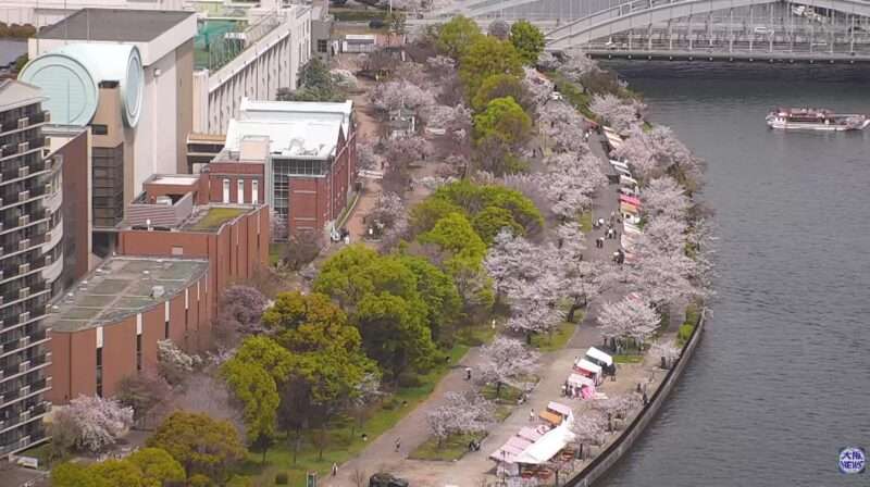 テレビ大阪ライブカメラ(大阪府大阪市中央区) 2026年4月6日 大阪造幣局桜の通り抜け開花状況