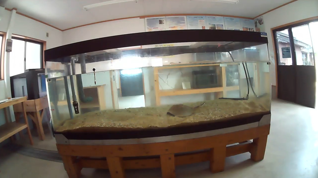 伊万里湾カブトガニの館ライブカメラ 佐賀県伊万里市瀬戸町 ライブカメラdb 伊万里湾カブトガニの館ライブカメラ 佐賀県伊万里市瀬戸町 ライブカメラdb