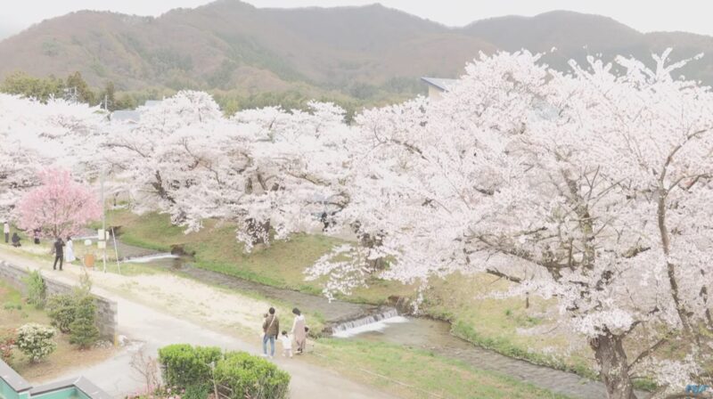 TUF観音寺川桜並木ライブカメラ(福島県猪苗代町)