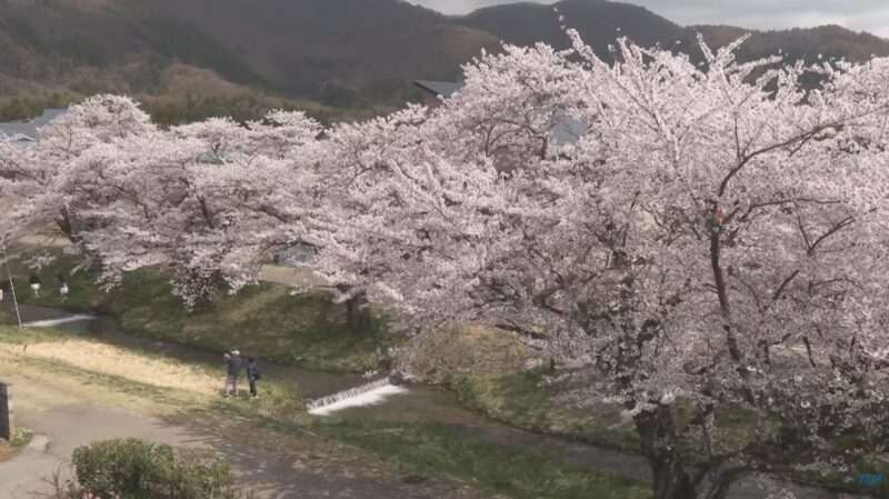 TUF観音寺川桜並木ライブカメラ(福島県猪苗代町) 2026年4月16日 桜開花状況
