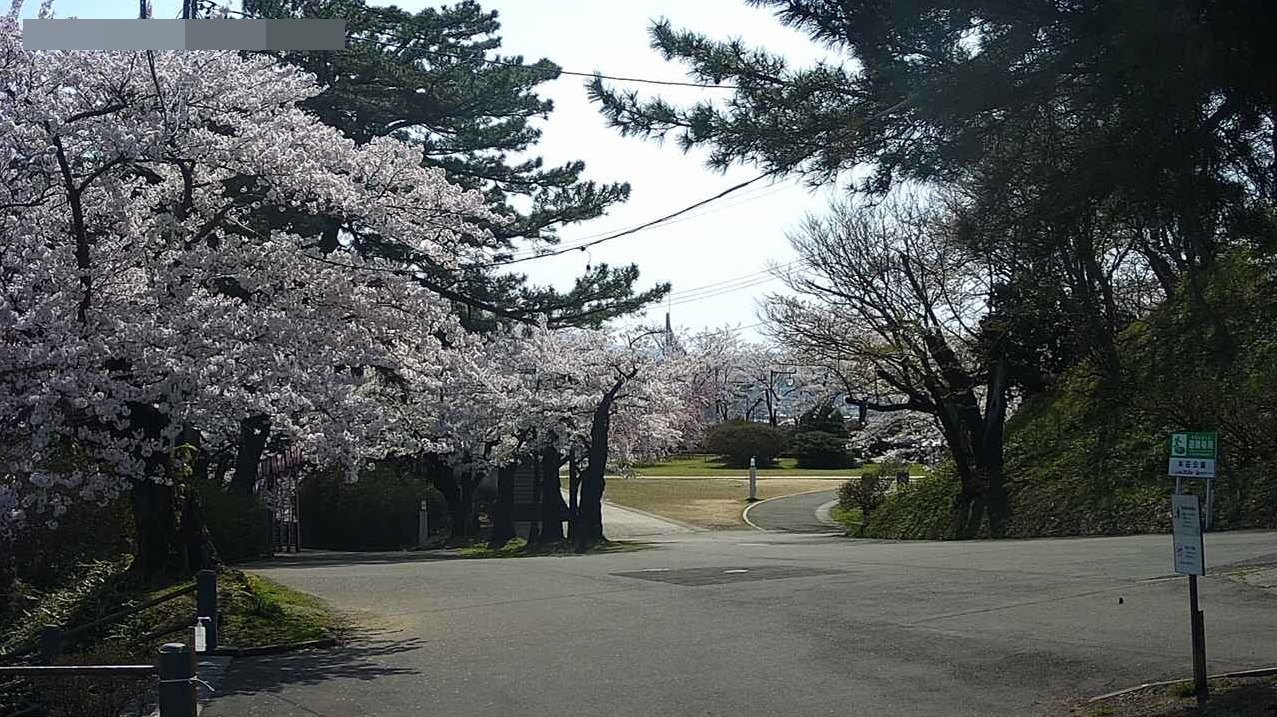 本荘公園桜開花状況第2ライブカメラ(秋田県由利本荘市尾崎)