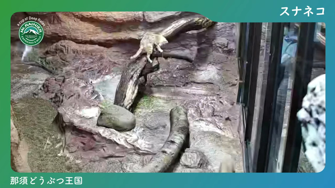 那須どうぶつ王国スナネコライブカメラ(栃木県那須町大島)