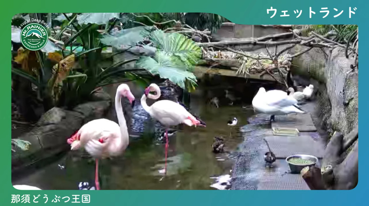 那須どうぶつ王国ウェットランドライブカメラ(栃木県那須町大島)