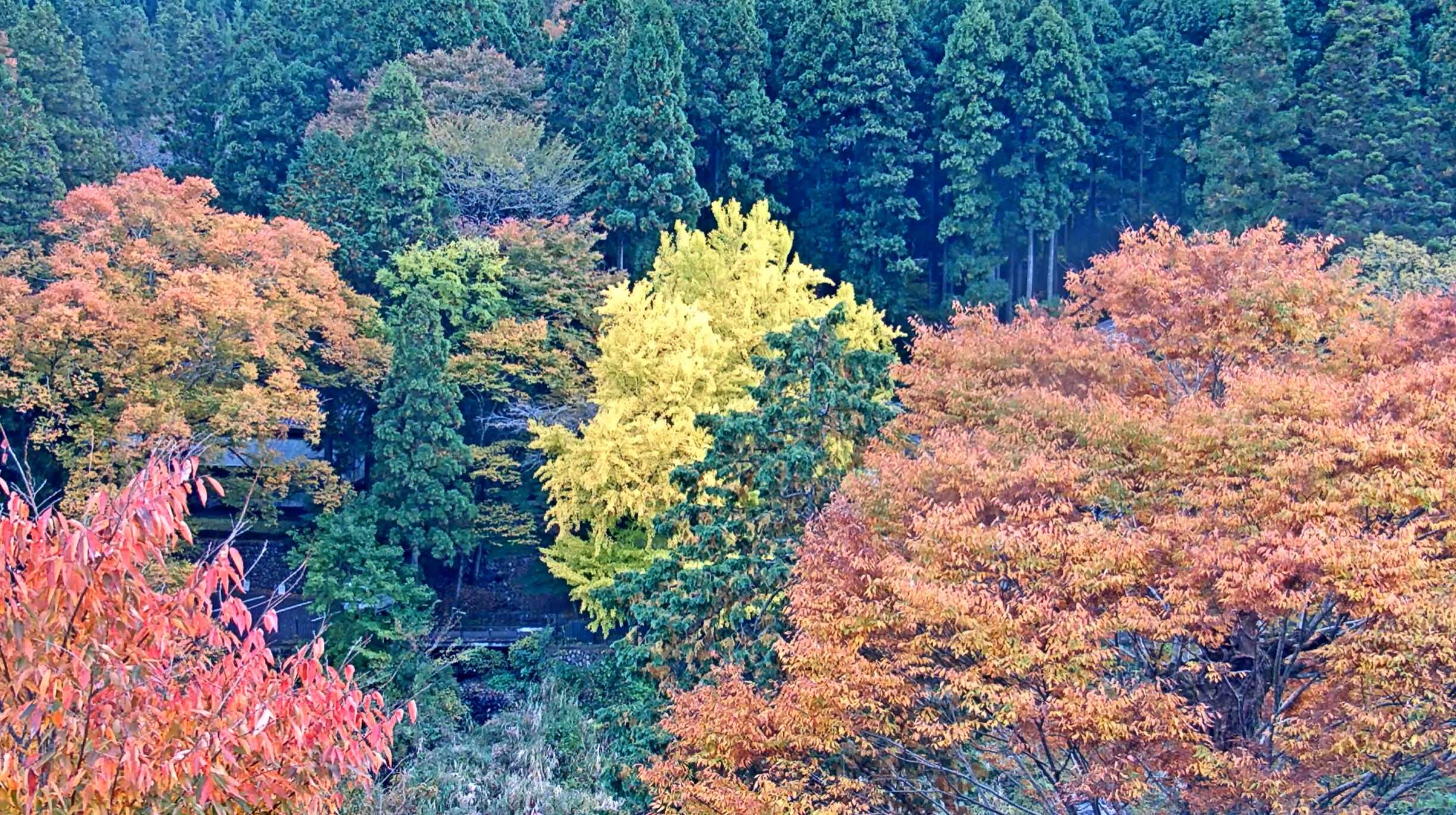 御岳渓谷ライブカメラ(東京都青梅市御岳本町)