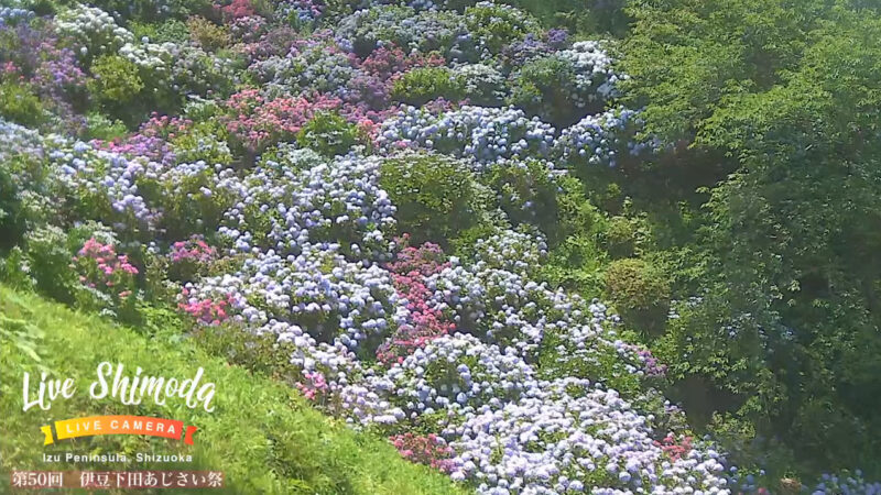 下田公園あじさいライブカメラ 静岡県下田市三丁目 ライブカメラdb