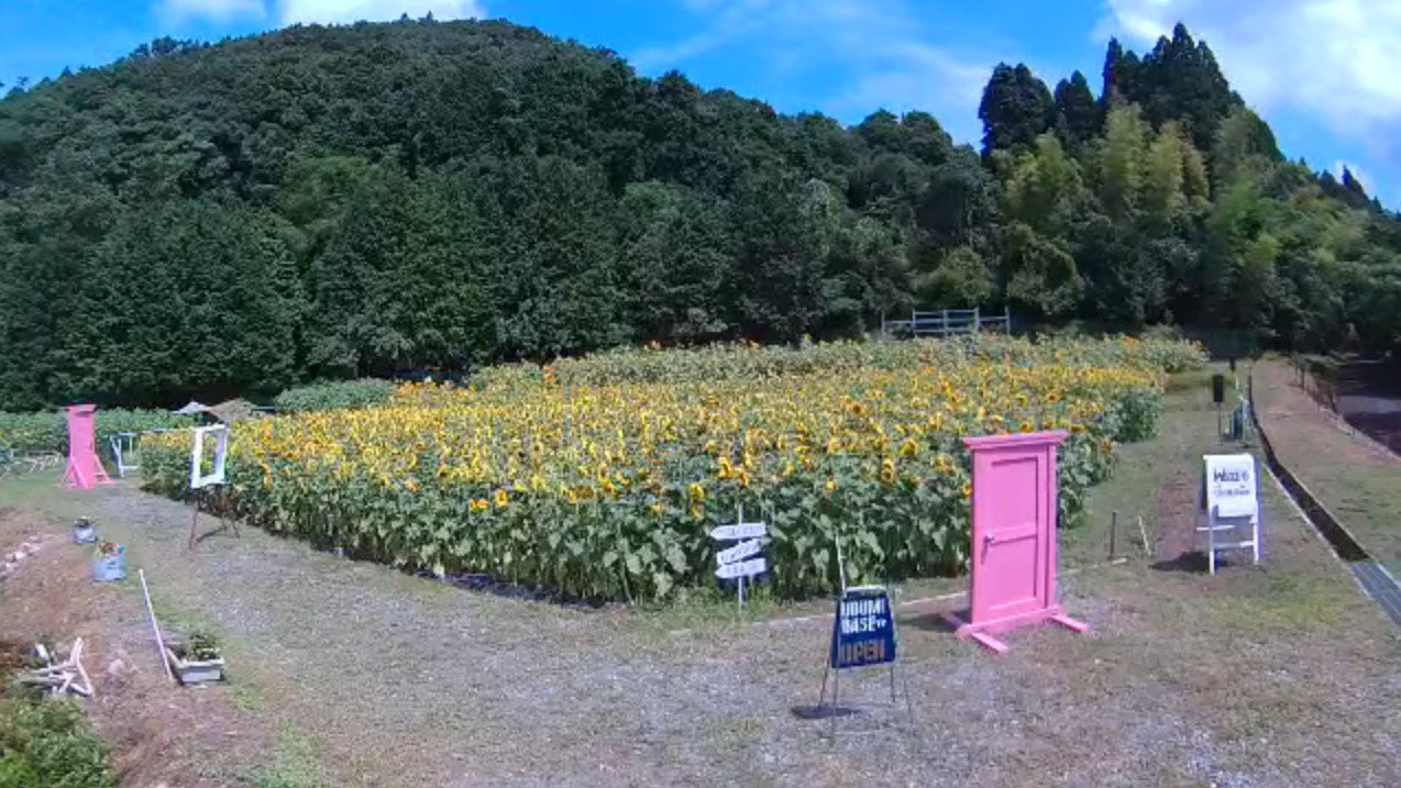 UBUMIBASEひまわり畑ライブカメラ(鳥取県鳥取市用瀬町鷹狩)