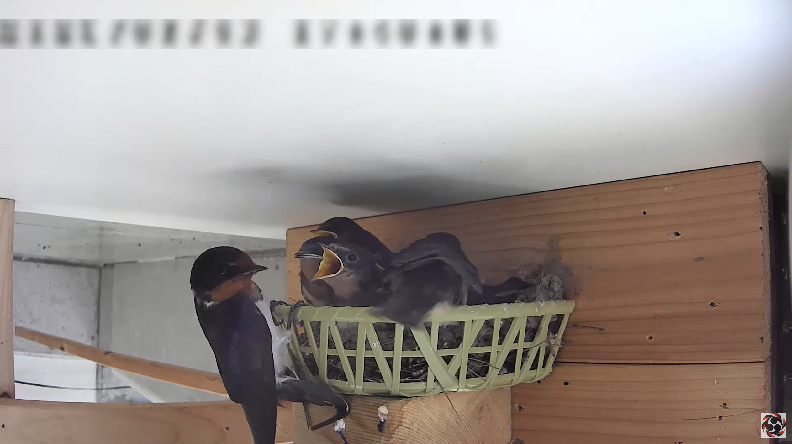 石動神社ツバメ子育て錦鯉の間ライブカメラ(新潟県小千谷市ひ生)