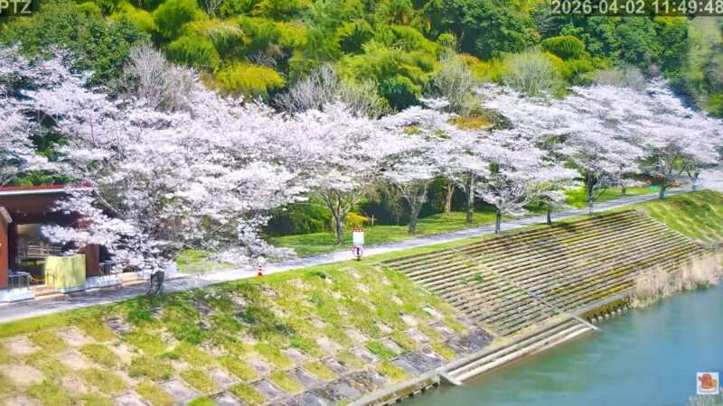 岩屋公園キャンプ場ライブカメラ(鹿児島県南九州市川辺町清水) 2026年4月2日 桜開花状況