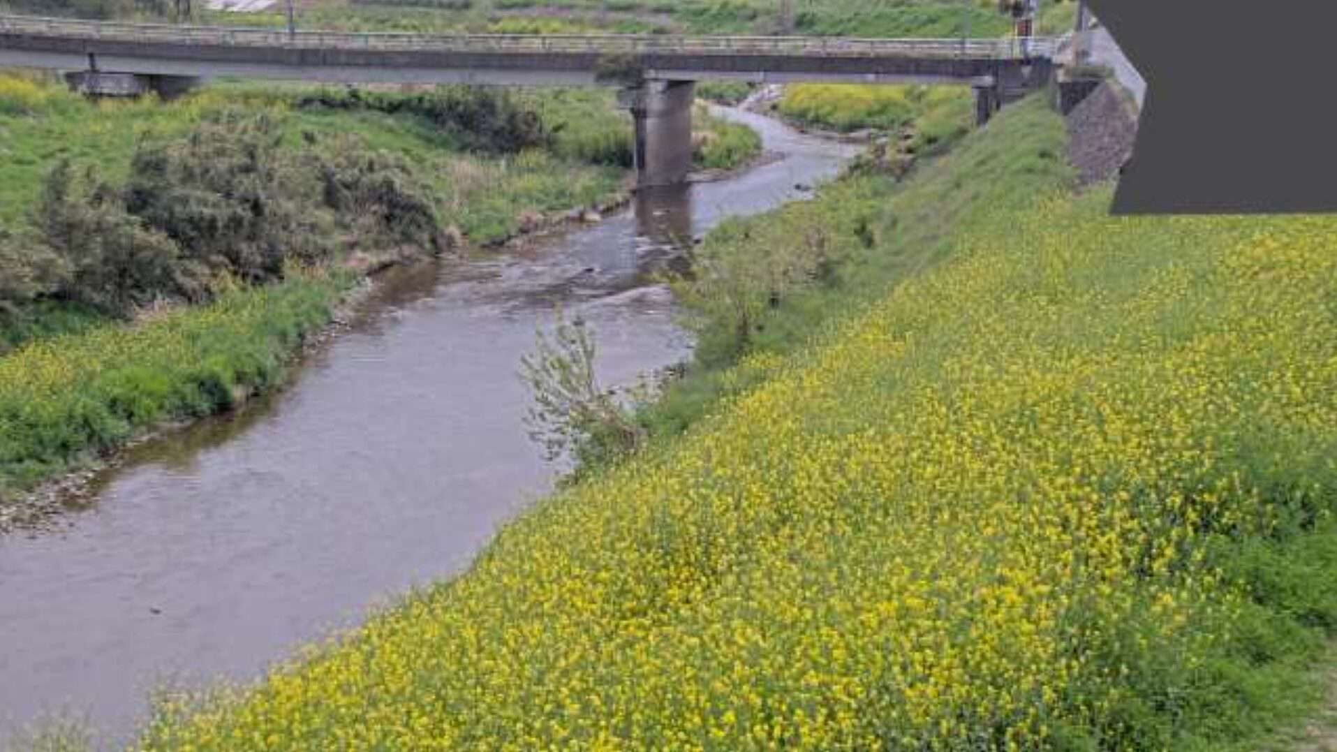 越辺川今川橋観測局ライブカメラ(埼玉県鳩山町赤沼)