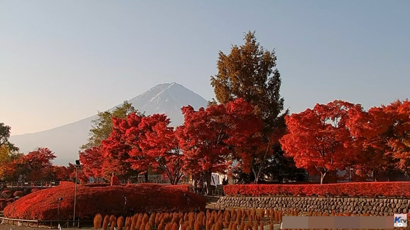 富士河口湖紅葉まつりライブカメラ(山梨県富士河口湖町河口)