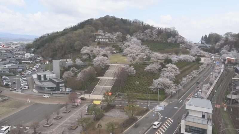 西山公園ライブカメラ(福井県鯖江市桜町) 2026年4月2日 桜開花状況