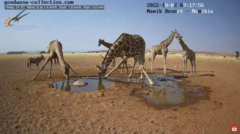 ナミブ砂漠ライブカメラ キリンの群れ