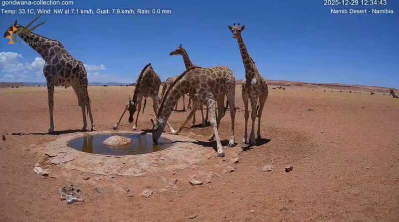 ナミブ砂漠ライブカメラ(ナミビア共和国)2025年12月29日 キリンの群れ