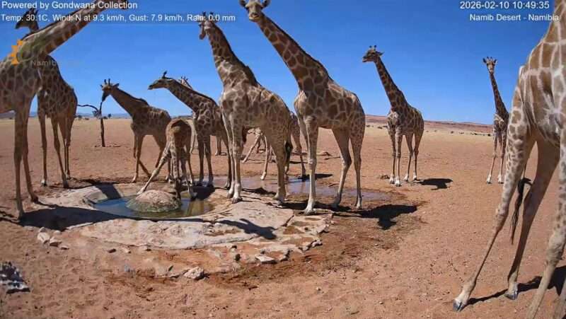 ナミブ砂漠ライブカメラ(ナミビア共和国) 2026年2月10日 キリンの群れ