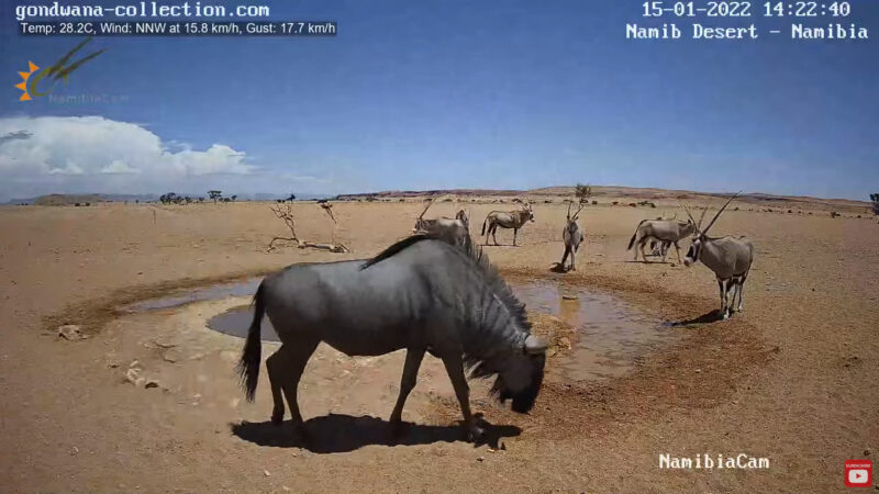 ナミブ砂漠ライブカメラ ヌー