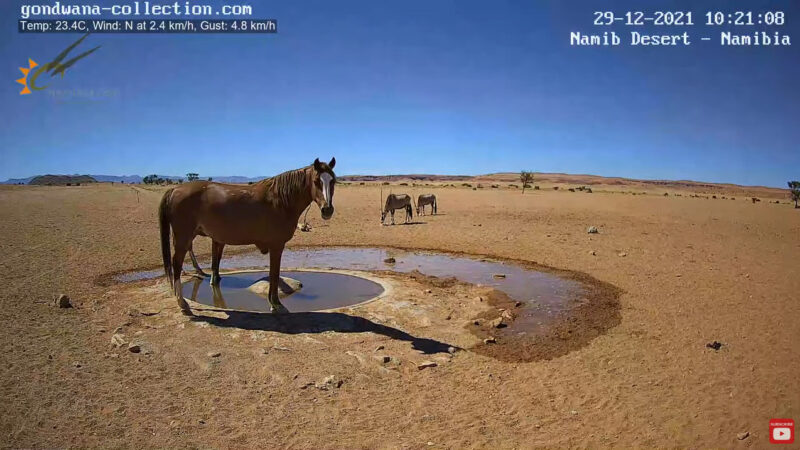 ナミブ砂漠ライブカメラ 馬