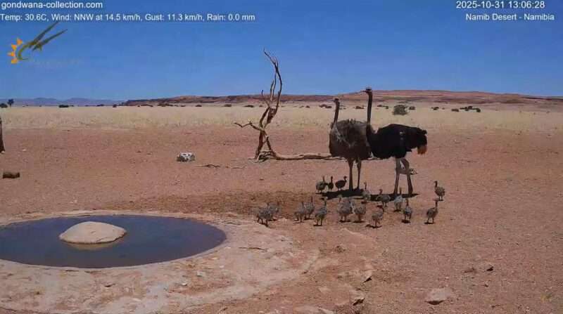 ナミブ砂漠ライブカメラ(ナミビア共和国) ダチョウと子どもたち