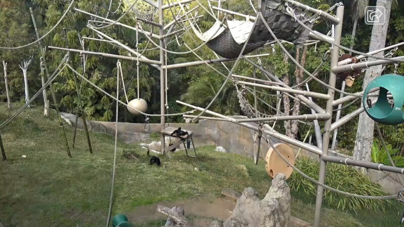 サンディエゴ動物園オランウータンライブカメラ(アメリカ合衆国カリフォルニア州サンディエゴ)