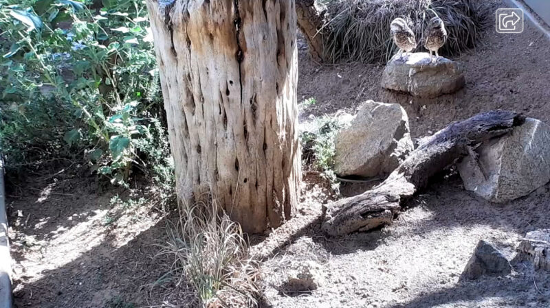 サンディエゴ動物園フクロウライブカメラ(アメリカ合衆国カリフォルニア州サンディエゴ)
