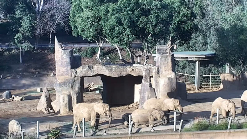 サンディエゴ動物園ゾウライブカメラ(アメリカ合衆国カリフォルニア州サンディエゴ)