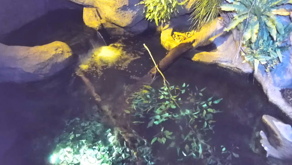 サンディエゴ動物園カモノハシライブカメラ(アメリカ合衆国カリフォルニア州サンディエゴ)