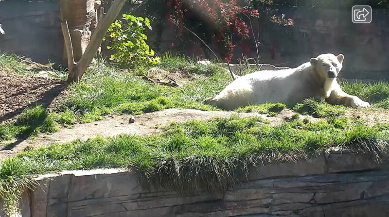サンディエゴ動物園シロクマライブカメラ(アメリカ合衆国カリフォルニア州サンディエゴ)