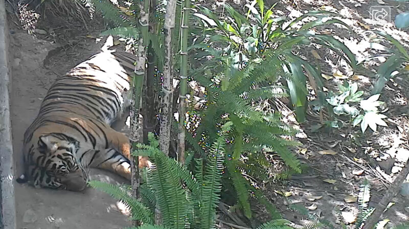 https://sdzsafaripark.org/cams/tiger-cam