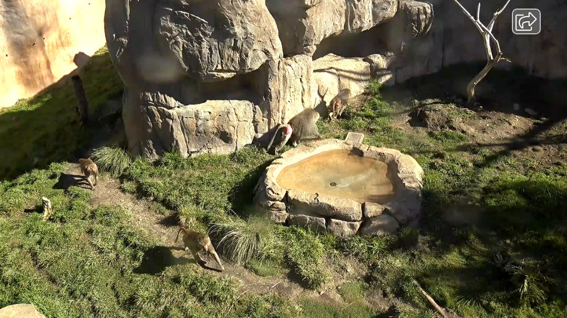サンディエゴ動物園ヒヒライブカメラ(アメリカ合衆国カリフォルニア州サンディエゴ)