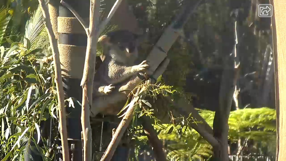 サンディエゴ動物園コアラライブカメラ(アメリカ合衆国カリフォルニア州サンディエゴ)