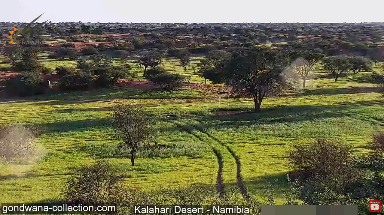 カラハリ砂漠ライブカメラ(ナミビア共和国)