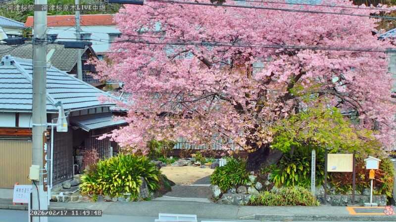 河津桜まつり河津桜原木正面ライブカメラ(静岡県河津町田中) 2026年2月17日 河津桜原木満開
