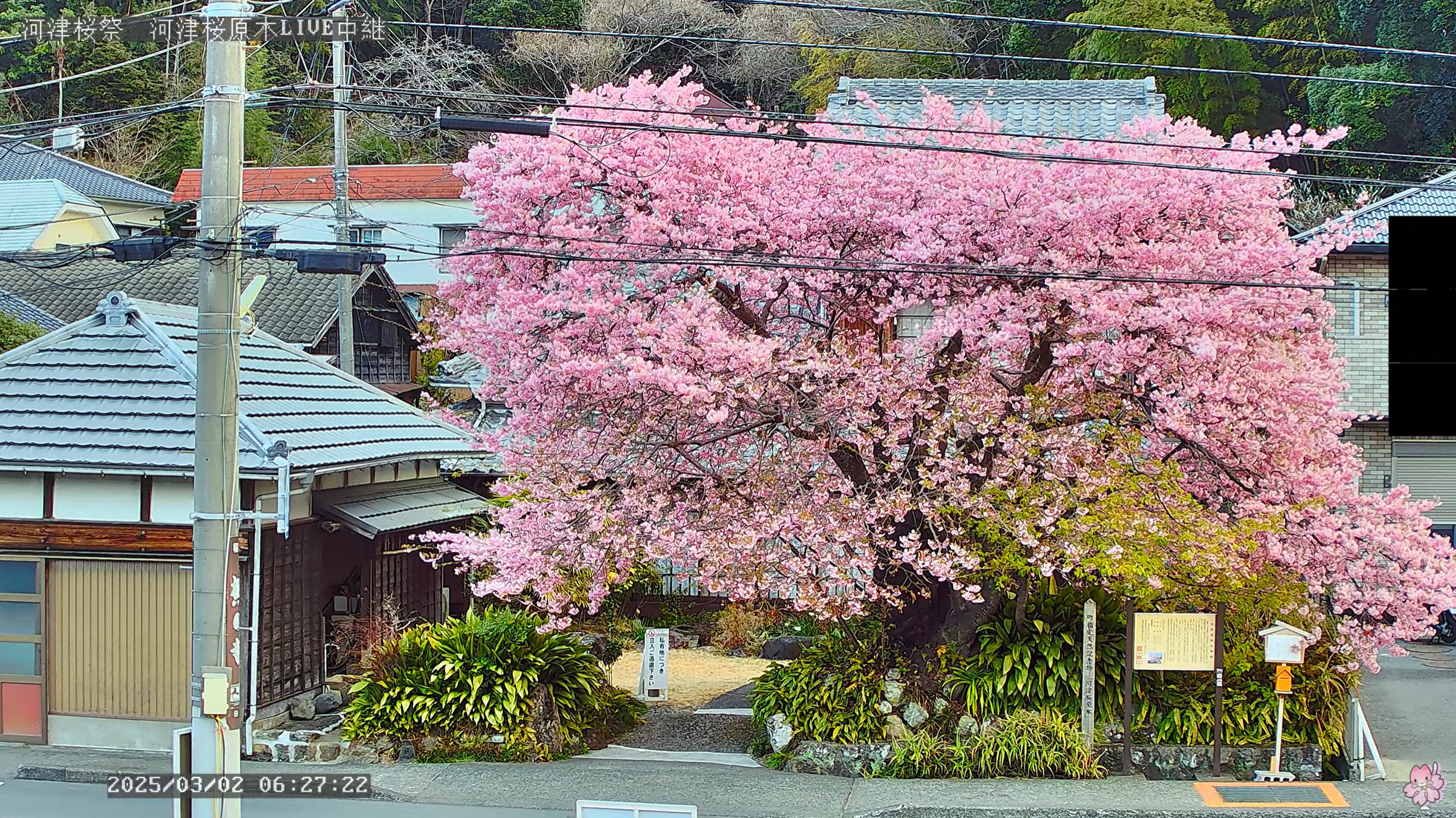 河津桜まつり河津桜原木正面ライブカメラ(静岡県河津町田中)