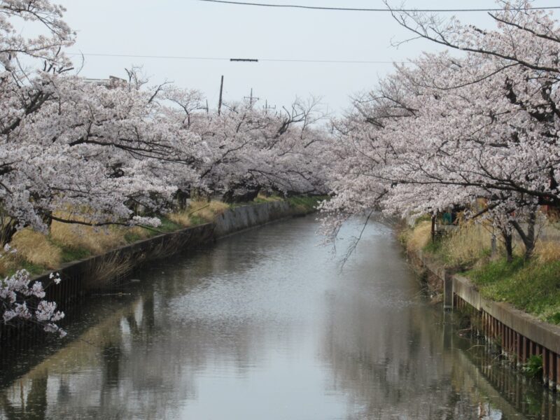 新川(利根川水系)ライブカメラ一覧