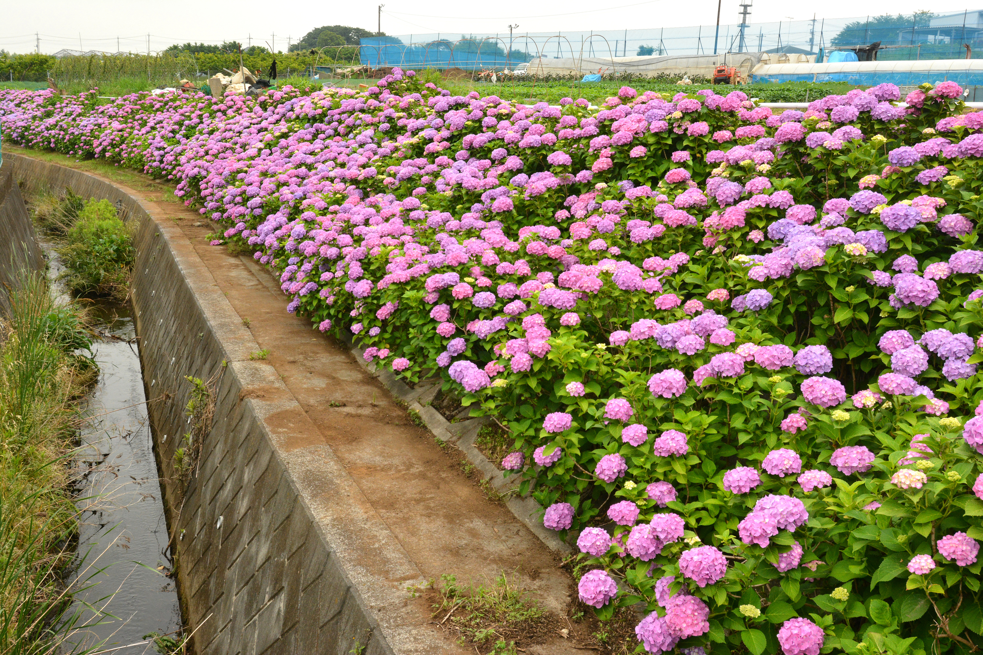 大熊川(鶴見川水系)ライブカメラ一覧