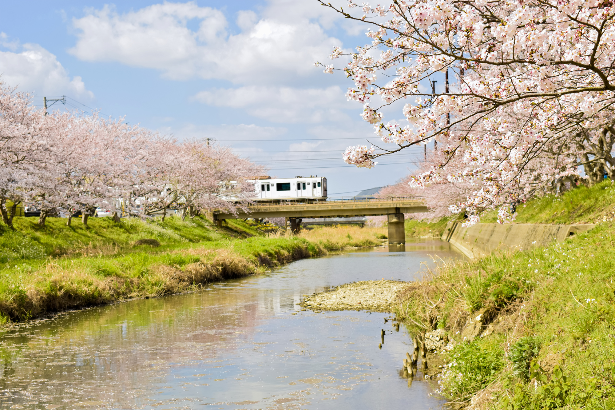 瑞梅寺川(瑞梅寺川水系)ライブカメラ一覧