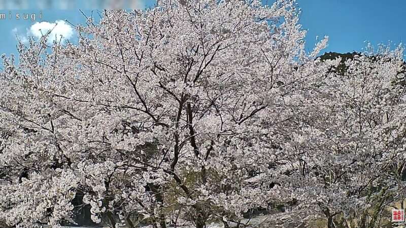 美杉リゾート桜並木ライブカメラ(三重県津市美杉町八知)