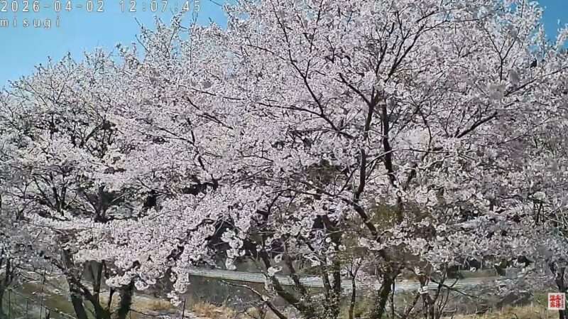 美杉リゾート桜並木ライブカメラ(三重県津市美杉町八知) 2026年4月2日 桜