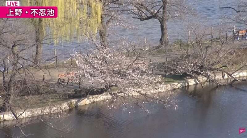 日テレNEWS上野公園不忍池桜ライブカメラ(東京都台東区上野公園) 2026年3月24日 桜