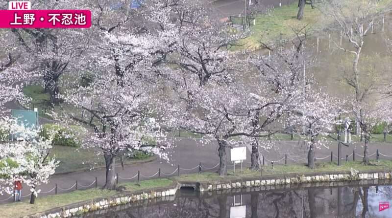 日テレNEWS上野公園不忍池桜ライブカメラ(東京都台東区上野公園) 2026年3月28日 桜開花状況