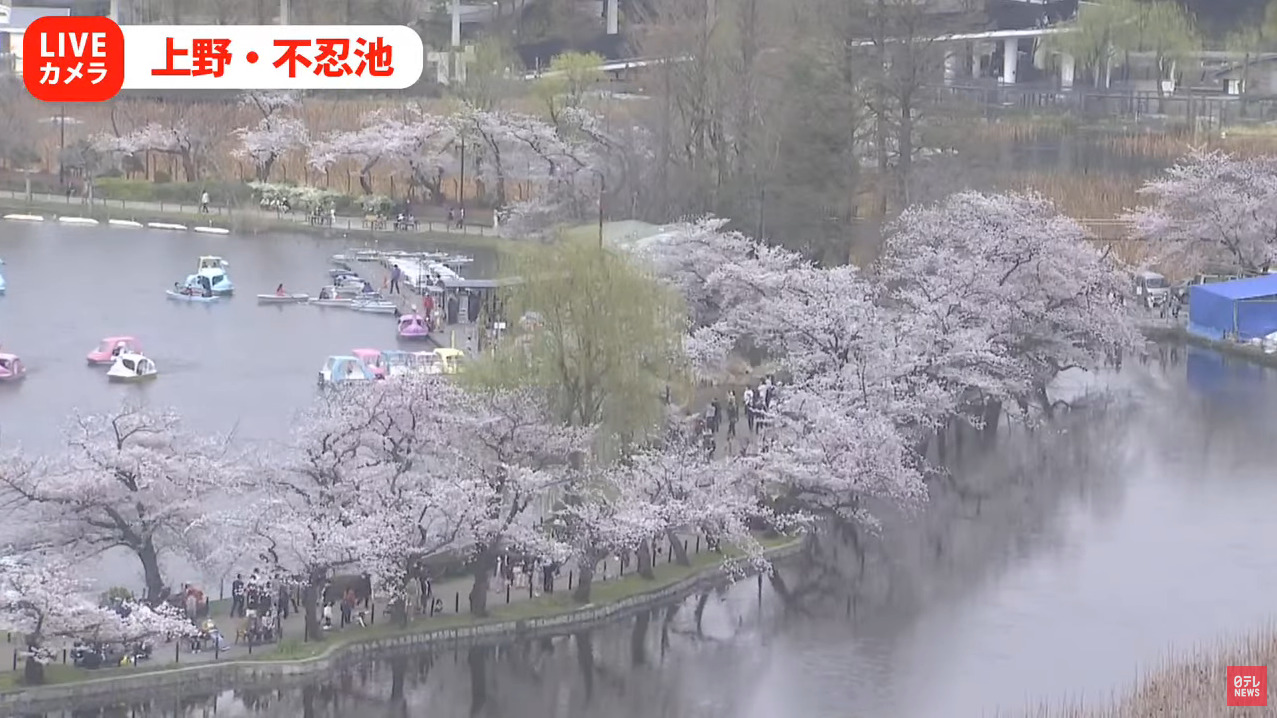 日テレNEWS上野公園不忍池桜ライブカメラ(東京都台東区上野公園)