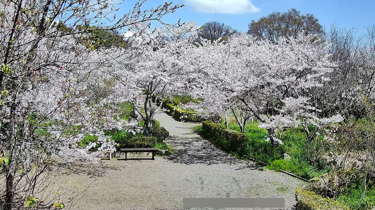 心月齋梅桜ライブカメラ(愛知県美浜町布土明山)