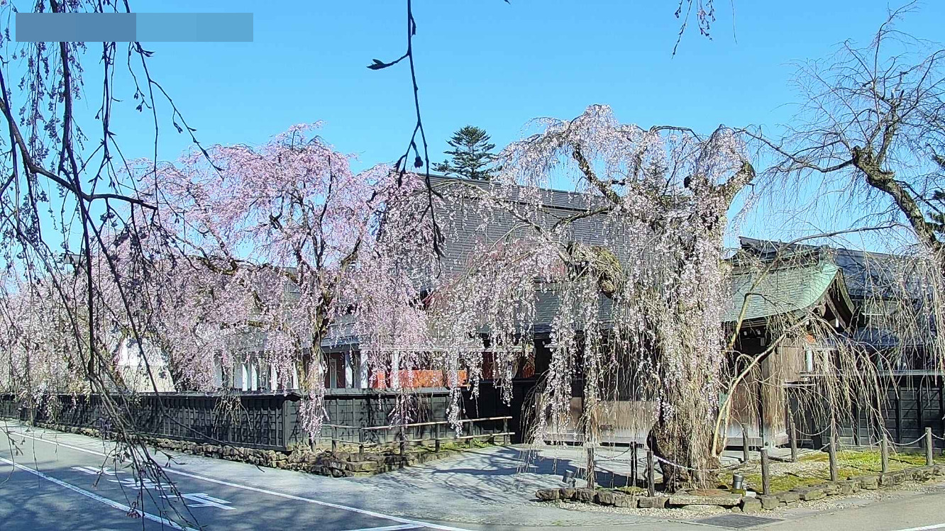 角館の桜まつり第1ライブカメラ(秋田県仙北市角館町)
