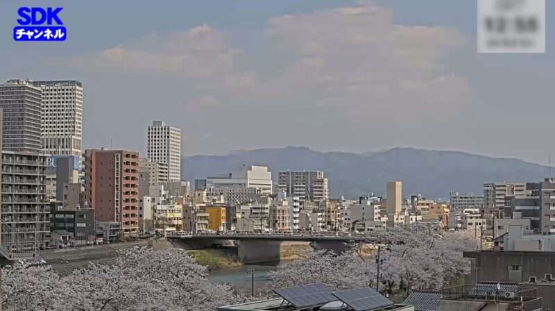 SDK足羽川桜並木ライブカメラ(福井県福井市順化)