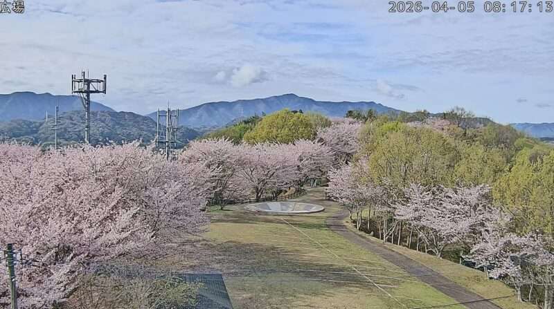 高山航空公園広場ライブカメラ(香川県綾川町東分) 2026年4月5日 桜開花状況