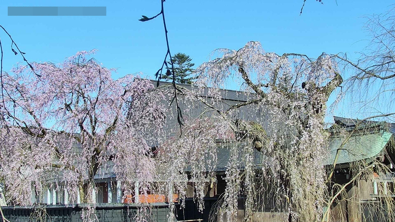 角館の桜まつり第2ライブカメラ(秋田県仙北市角館町)
