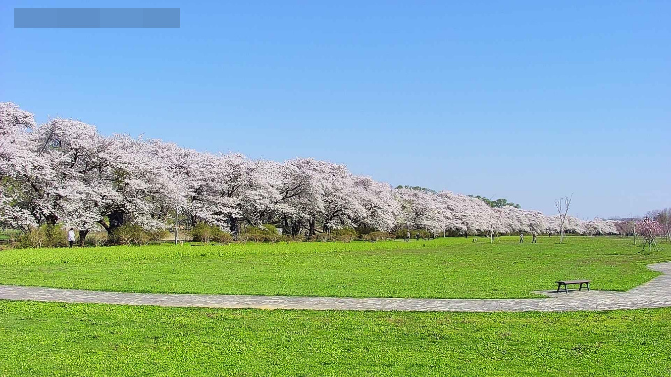 北上展勝地さくらまつり第4ライブカメラ(岩手県北上市立花)