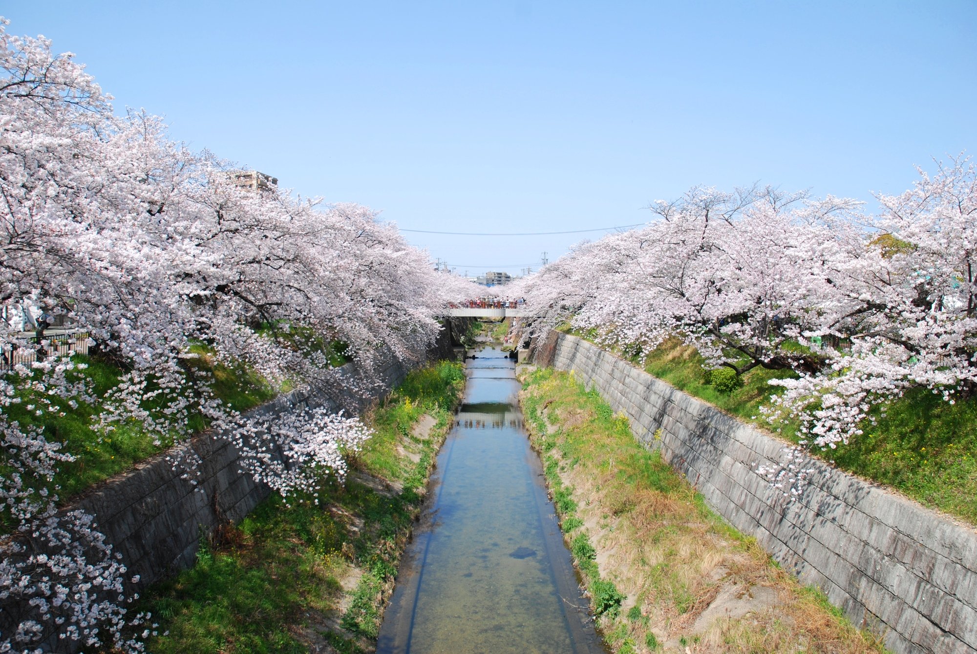 山崎川(山崎川水系)ライブカメラ一覧