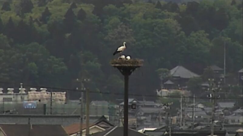 鯖江コウノトリ人工巣塔ライブカメラ(福井県鯖江市田村町)