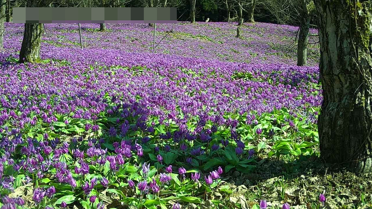 かたくり群生の郷第2ライブカメラ(秋田県仙北市西木町小山田)