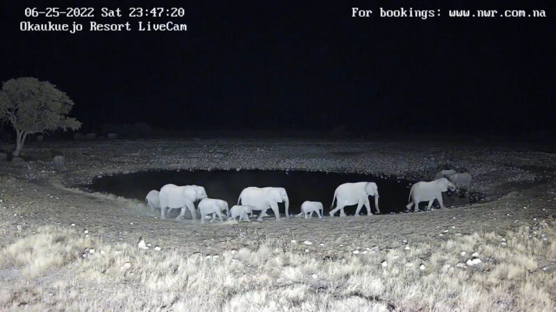 エトーシャ国立公園ライブカメラ ゾウの群れ